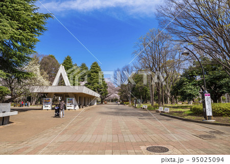 桜咲く光が丘公園の並木道 95025094