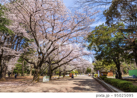 桜咲く光が丘公園の並木道 桜咲く光が丘公園の並木道 95025095