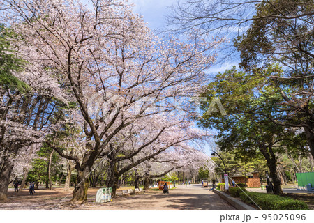 桜咲く光が丘公園の並木道 桜咲く光が丘公園の並木道 95025096