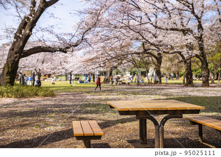 桜咲く光が丘公園・木漏れ日の中に佇むベンチとテーブル 95025111