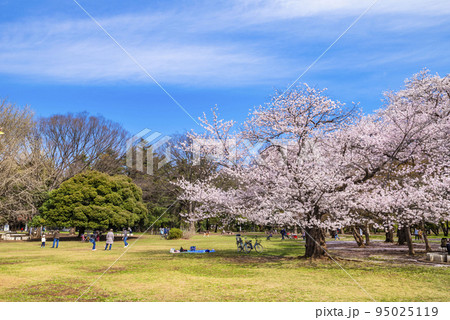 桜咲く光が丘公園の芝生広場 桜咲く光が丘公園の芝生広場 95025119
