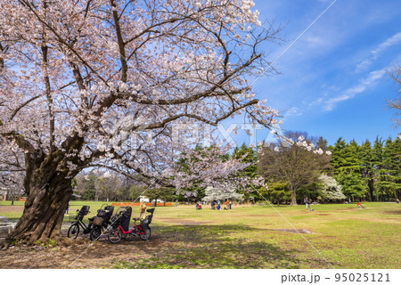 桜咲く光が丘公園の芝生広場 桜咲く光が丘公園の芝生広場 95025121