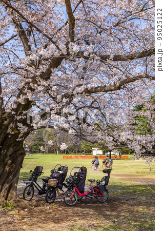 桜咲く光が丘公園の芝生広場 95025122