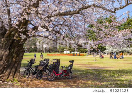 桜咲く光が丘公園の芝生広場 桜咲く光が丘公園の芝生広場 95025123
