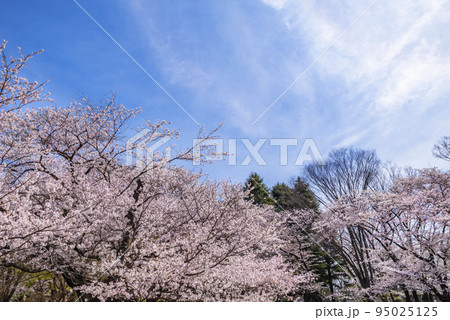 桜咲く光が丘公園の風景 95025125