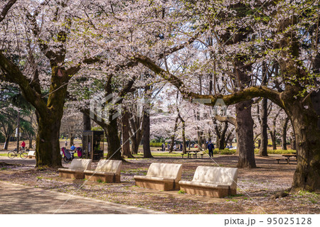 桜咲く光が丘公園のベンチ 桜咲く光が丘公園のベンチ 95025128