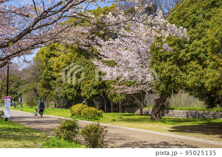 桜咲く光が丘公園の風景 95025135