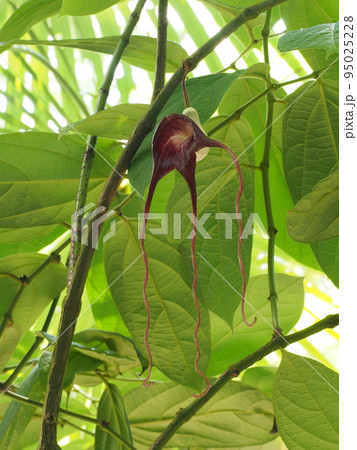 アリストロキア・トリカウダタ  　Aristolochia tricaudata   95025228