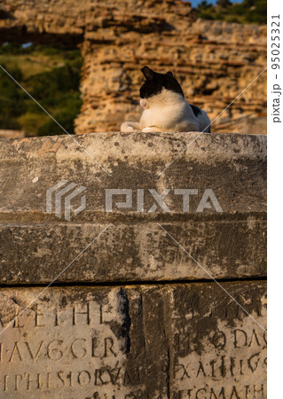 トルコ　エフェソスの古代都市遺跡で寝ている猫 95025321