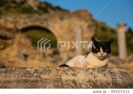 トルコ　エフェソスの古代都市遺跡で寝ている猫 95025322