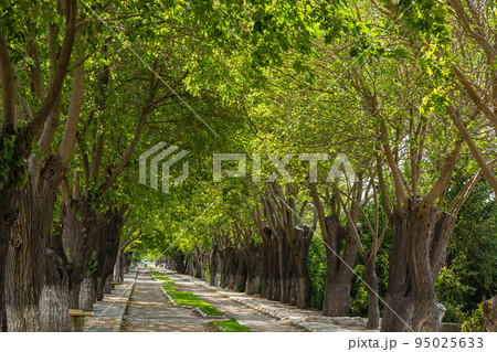 トルコ エフェソスからセルチュクへ向かう並木道 トルコ エフェソスからセルチュクへ向かう並木道 95025633