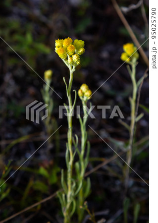 Yellow Mediterranean flowers on the background of the sea with a shallow depth of field. Helichrysum italicum Yellow Mediterranean flowers on the background of the sea with a shallow depth of field. Helichrysum italicum 95025790