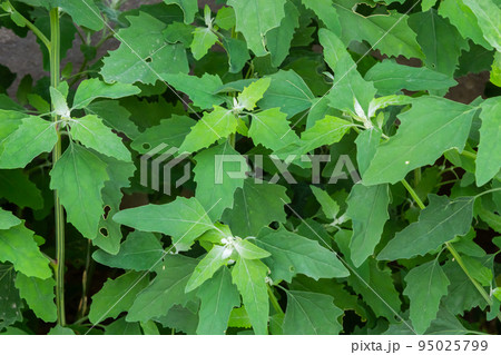 Chenopodium album is also called lamb's quarters, melde, goosefoot or fat-hen 95025799