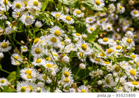Erigeron annuus known as annual fleabane, daisy fleabane, or eastern daisy fleabane 95025800
