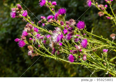 A flowering bush of pink sows Cirsium arvense in a natural environment, among wild flowers. Creeping Thistle Cirsium arvense blooming in summer. Violet flowers on meadow, focus on flower in front 95025801