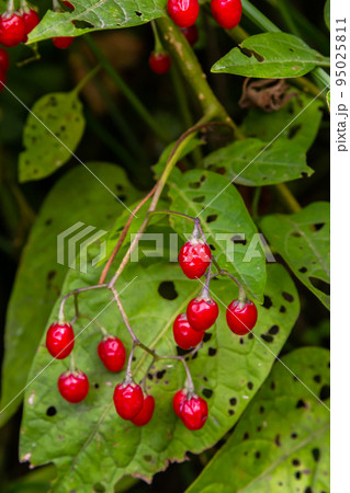 Red berries of woody nightshade, also known as bittersweet, Solanum dulcamara seen in August Red berries of woody nightshade, also known as bittersweet, Solanum dulcamara seen in August 95025811