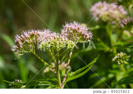 It blooms in the wild hemp agrimony Eupatorium cannabinum 95025822