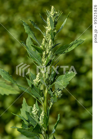 Lambs quarter flowers Lamb's quarter Chenopodium album is a roadside weed, but the young leaves are edible 95025826
