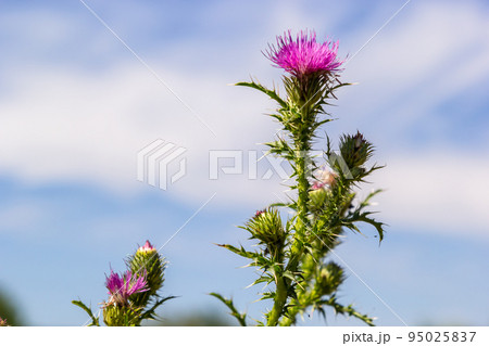 Blessed milk thistle flowers in field, close up. Silybum marianum herbal remedy, Saint Mary's Thistle, Marian Scotch thistle, Mary Thistle 95025837