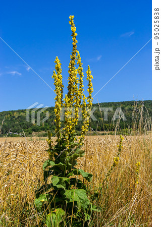 Verbascum speciosum yellow widflowers bees pollination. summer day Verbascum speciosum yellow widflowers bees pollination. summer day 95025838