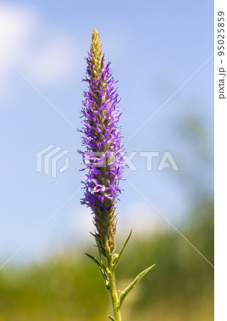 Flowers Veronica spiky is a perennial herbaceous plant, a species of the genus Veronica, the Plantain family Flowers Veronica spiky is a perennial herbaceous plant, a species of the genus Veronica, the Plantain family 95025859