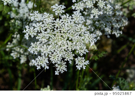 Daucus carota inflorescence, showing umbellets. White small flowers on garden. Blooming vegetables in the garden Daucus carota inflorescence, showing umbellets. White small flowers on garden. Blooming vegetables in the garden 95025867
