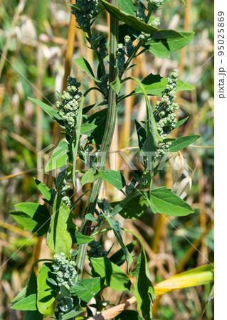 Chenopodium album is also called lamb's quarters, melde, goosefoot or fat-hen 95025869