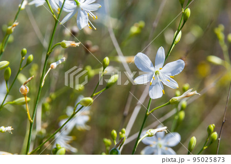 Anthericum ramosum, known as branched St Bernard's-lily, white flower, herbaceous perennial plant, blurred dark green background, selective focus 95025873