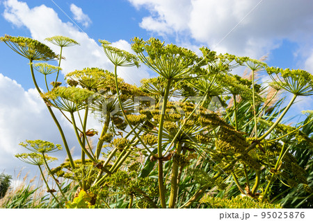 Heracleum Sosnowskyi on blue sky background. All parts of Heracleum Sosnowskyi contain the intense toxic allergen furanocoumarin 95025876