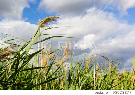 Common reed Phragmites australis. Thickets of fluffy dry trunks of common reed against background of blue autumn sky. Close-up. Nature concept for design Common reed Phragmites australis. Thickets of fluffy dry trunks of common reed against background of blue autumn sky. Close-up. Nature concept for design 95025877
