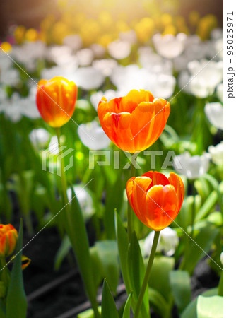 Tulips flower with a orange in the tulips plantation during a sunlight at winter or spring day 95025971
