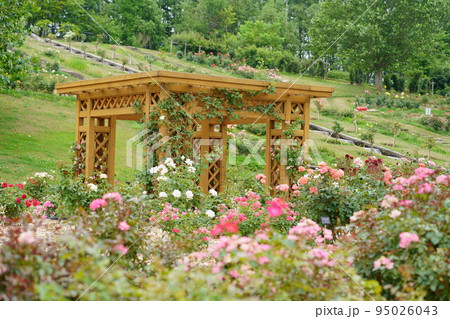 秩父別の薔薇のあずまや 95026043