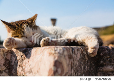 トルコ エフェソスの古代都市遺跡で寝ている猫 トルコ エフェソスの古代都市遺跡で寝ている猫 95026050