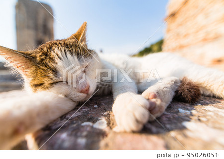 トルコ　エフェソスの古代都市遺跡で寝ている猫 95026051