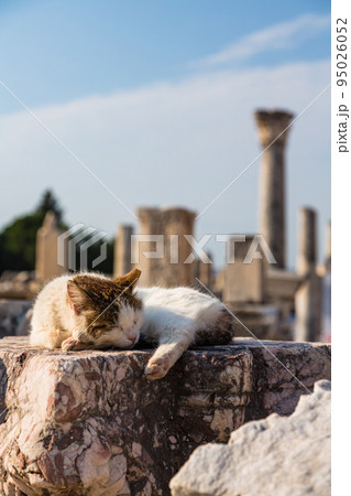 トルコ　エフェソスの古代都市遺跡で寝ている猫 95026052