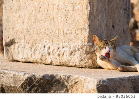 トルコ　エフェソスの古代都市遺跡で寝ている猫 95026053