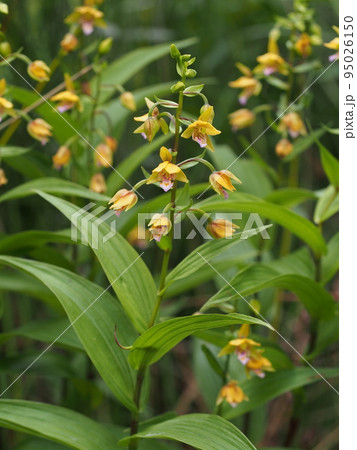 カキランの花 柿蘭、学名:Epipactis thunbergii A. Gray カキランの花 柿蘭、学名:Epipactis thunbergii A. Gray 95026150