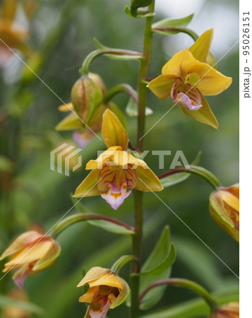 カキランの花　柿蘭、学名：Epipactis thunbergii A. Gray 95026151