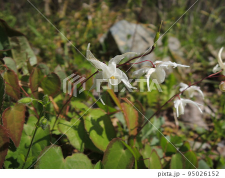 イカリソウの花 95026152