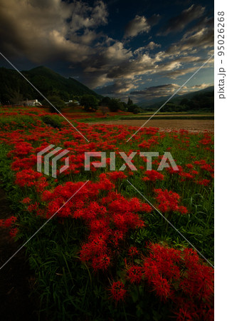 簑沢彼岸花公園 95026268