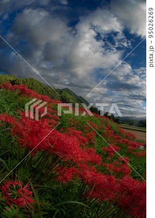 簑沢彼岸花公園 95026269