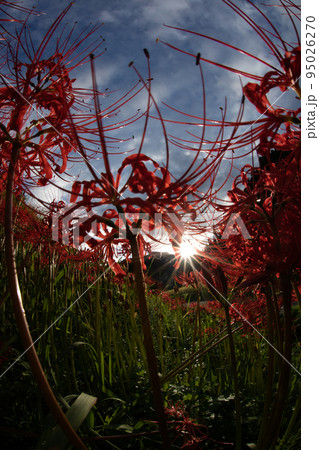 簑沢彼岸花公園 95026270