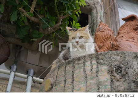 高いところから人間を見下ろす猫 95026712