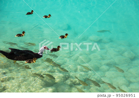 トルコ　ヒエラポリス・パムッカレの青い水の池を泳ぐカモと魚 95026951