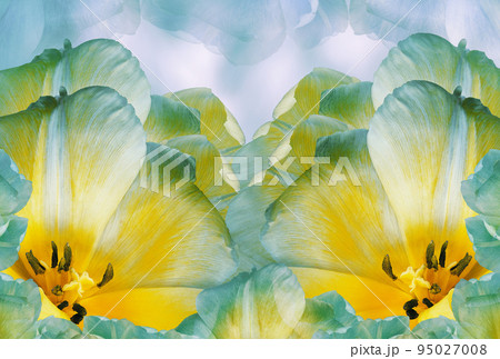 Tulips flowers turquoise-yellow. Floral background. Close-up. Nature. Tulips flowers turquoise-yellow. Floral background. Close-up. Nature. 95027008