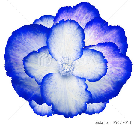 White-blue flower on a white isolated background with clipping path. For design. Closeup. Nature. White-blue flower on a white isolated background with clipping path. For design. Closeup. Nature. 95027011