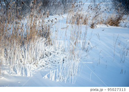 Frozen coastal reed in white snow on a sunny winter day Frozen coastal reed in white snow on a sunny winter day 95027313