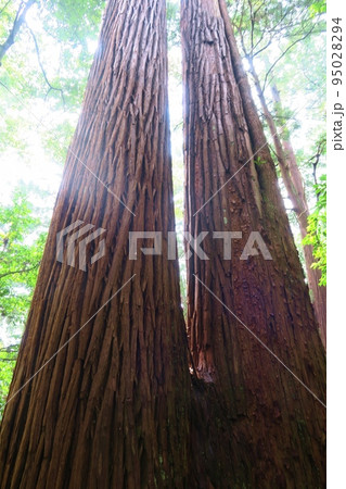 若狭彦神社の夫婦杉 福井 若狭彦神社の夫婦杉 福井 95028294