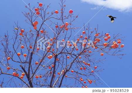 風景 韓国 故宮 95028529