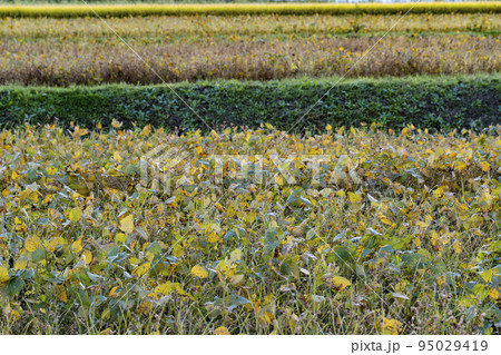 秋 大豆畑 秋 大豆畑 95029419